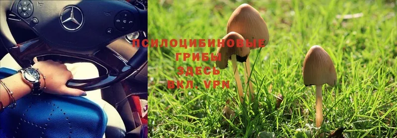 Галлюциногенные грибы Cubensis  omg вход  Димитровград 